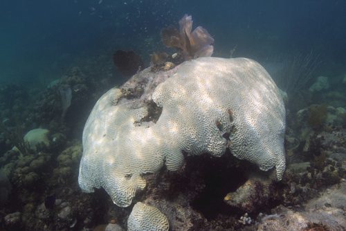 NOAA_CRTF_Bleaching_SOP_c-natans-fully-bleached-manzello-sept2014