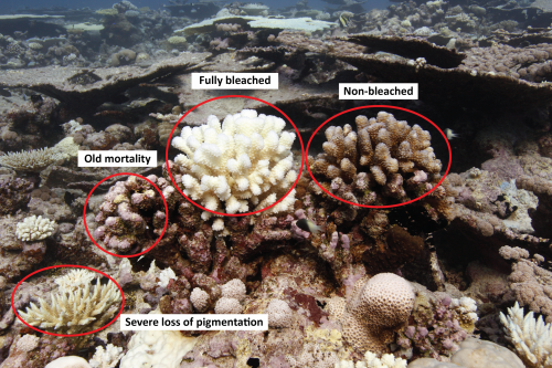 NOAA_CRTF_Bleaching_SOP_manzello-varying-bleaching-labels-full
